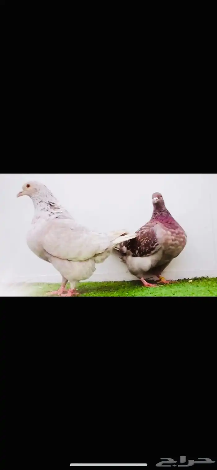 زوج تاكسن top 2
