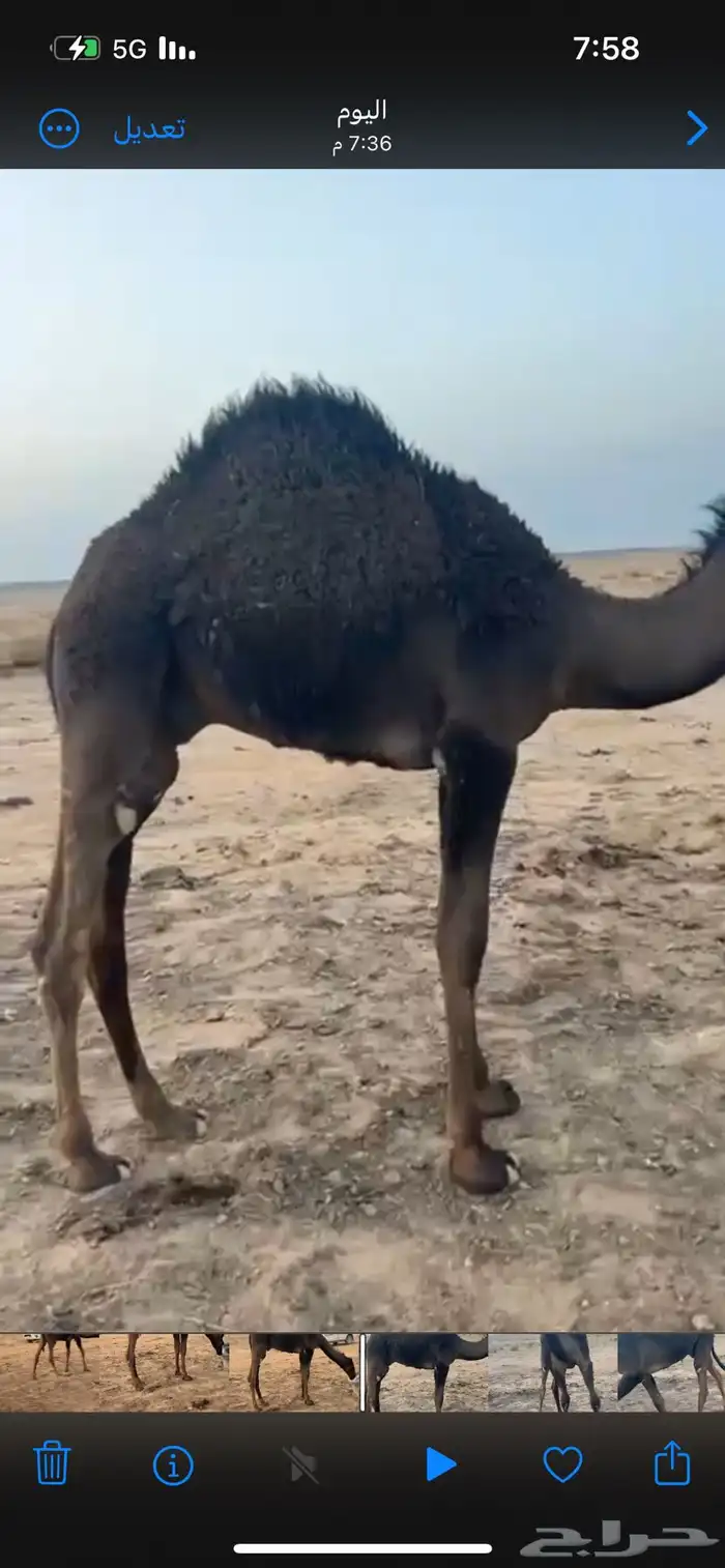 قعدان للبيع سمان كفو 0