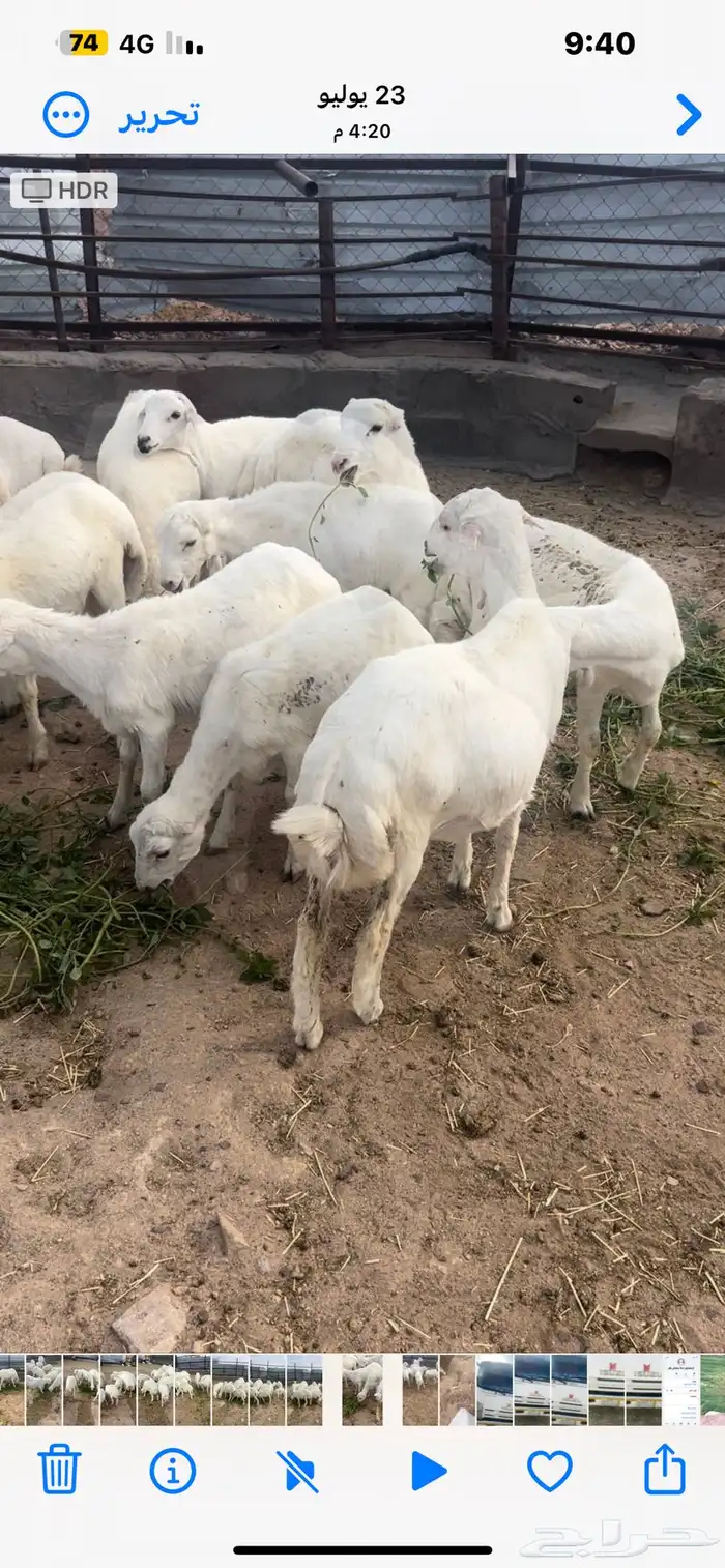 أبها 2