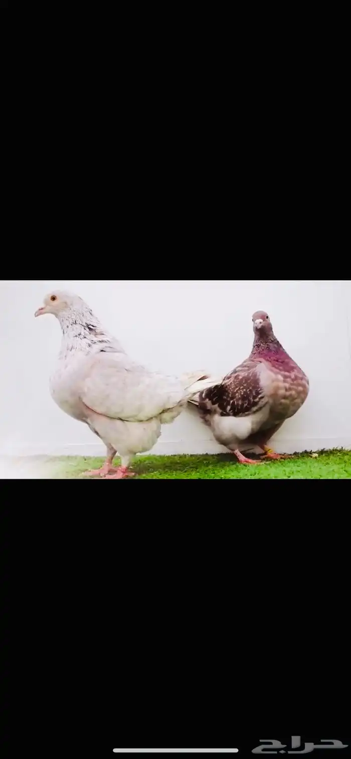 زوج تاكسن top 1