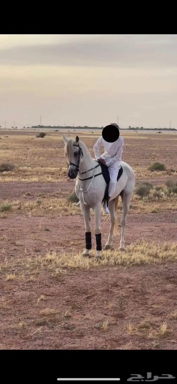 حصان شعبي 0