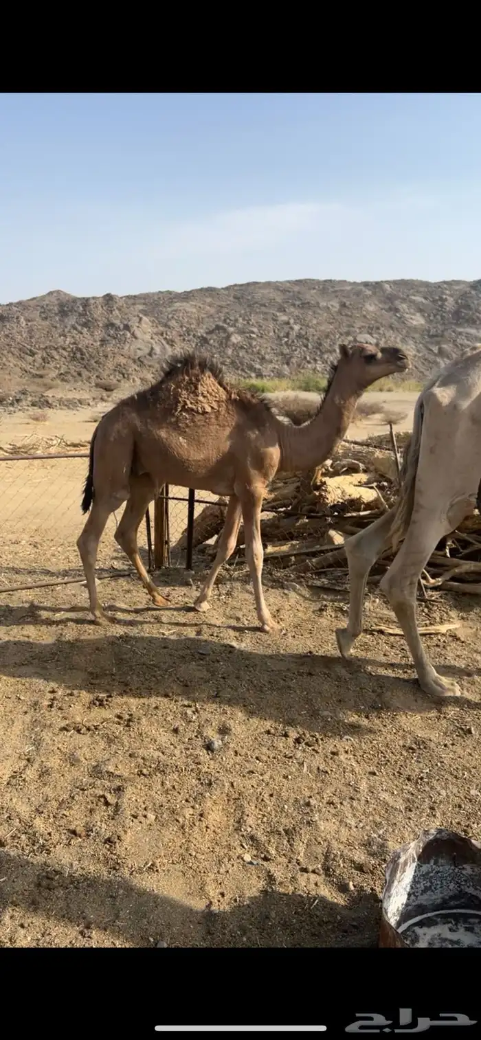 قعود للبيع 0