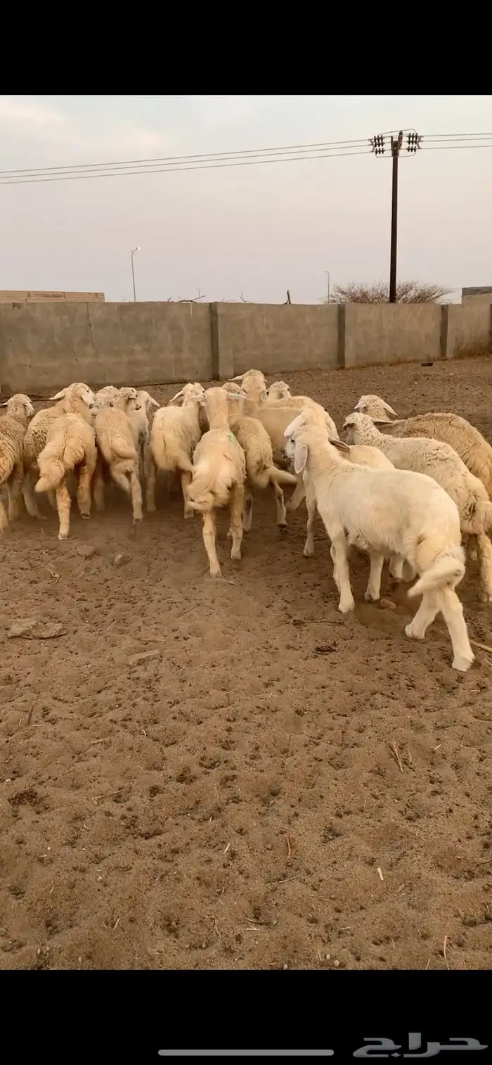 للبيع رخال وثنين طليان 1