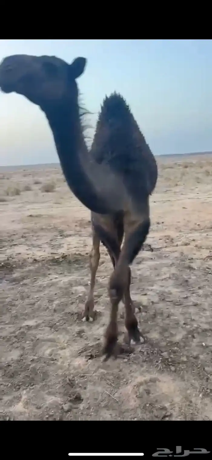 قعدان للبيع سمان كفو 2