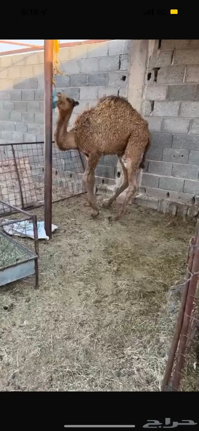 قعود فاخر على حليب 0