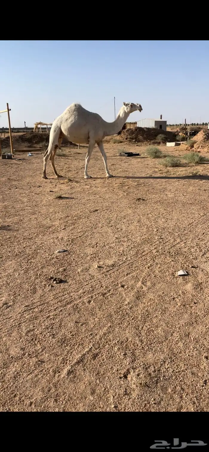 لقحه ملاقي السن ثنيه 6