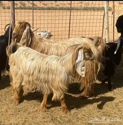 معزا صفر 6
