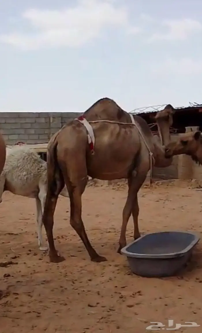 خلفه صفراء للبيع 0