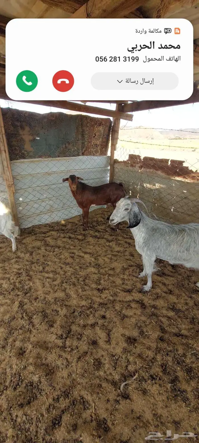 فحل دهم وتيوس. ومعزا خلفة وشحم 7