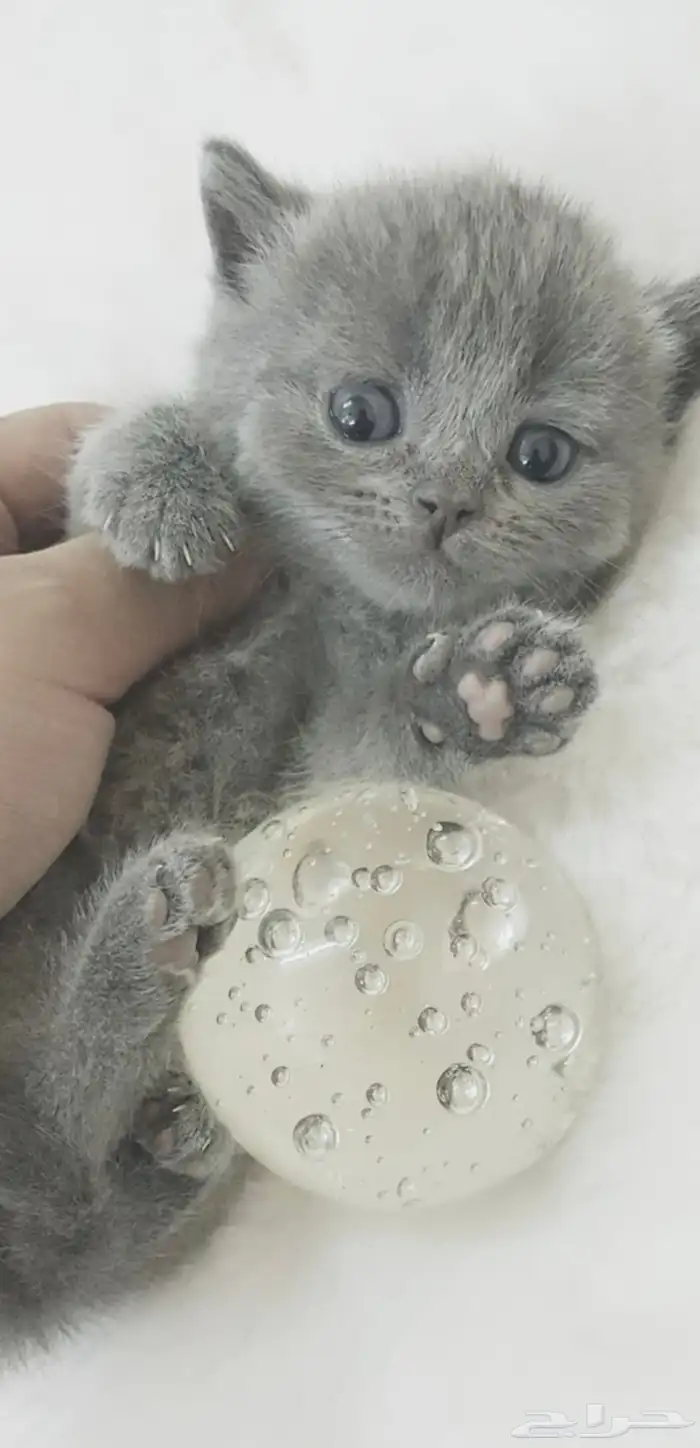 قطه 2
