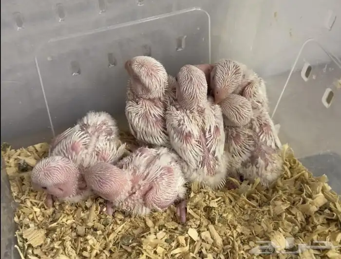 عرررض حريقة فروخ روز يا بلاش (تم البيع) 0