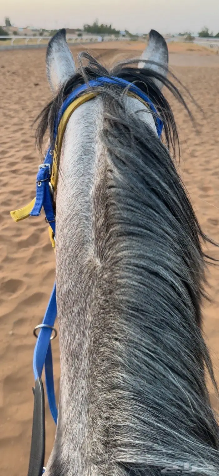 حصان شعبي شيخ 2