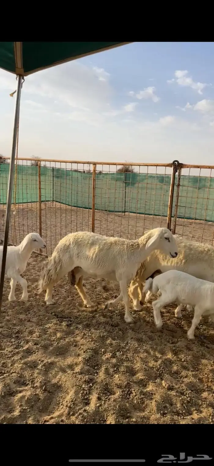 غنم خلفات صنف للبيع 3