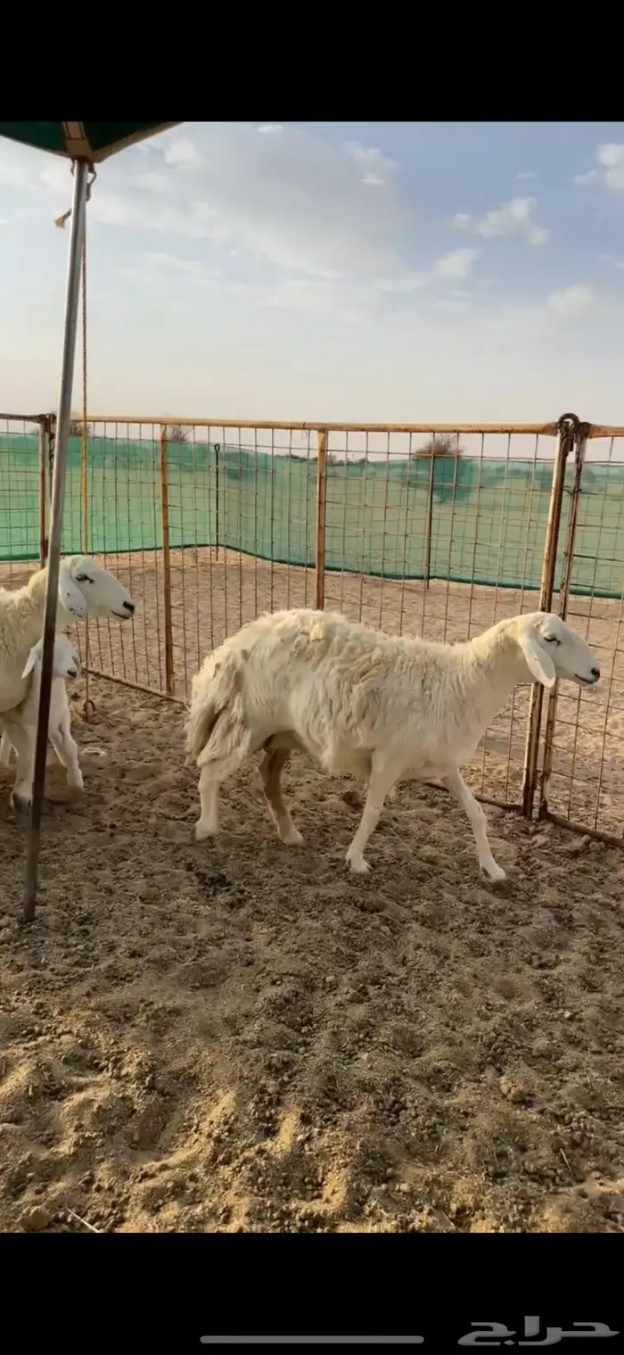غنم خلفات صنف للبيع 0