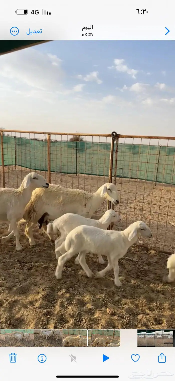 غنم خلفات صنف للبيع 2