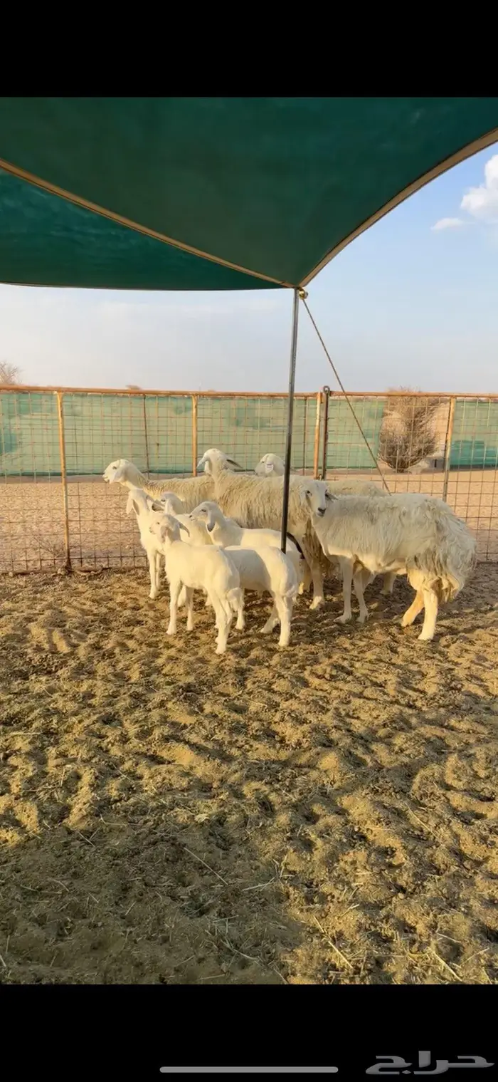غنم خلفات صنف للبيع 5