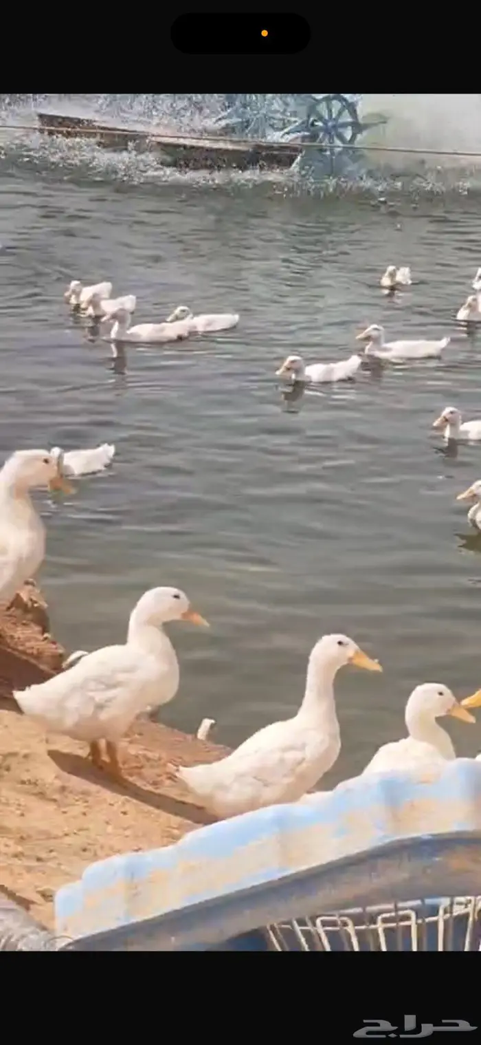 بط بكيني للبيع 0