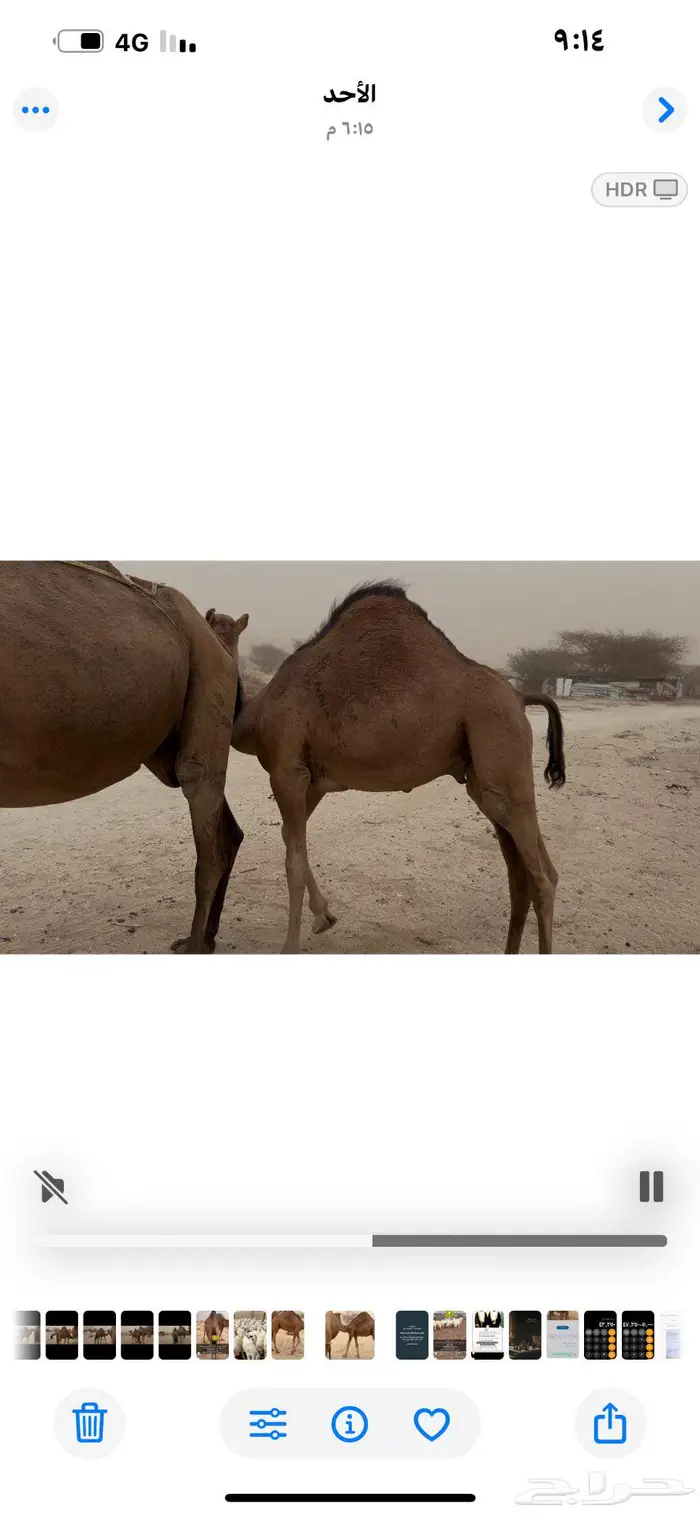 قعدان سواحل ( تم البيع ) 2