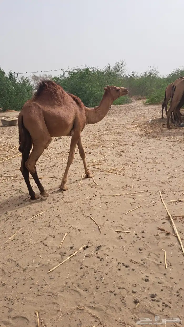 جمل احمر للبيع((تم البيع)) 5