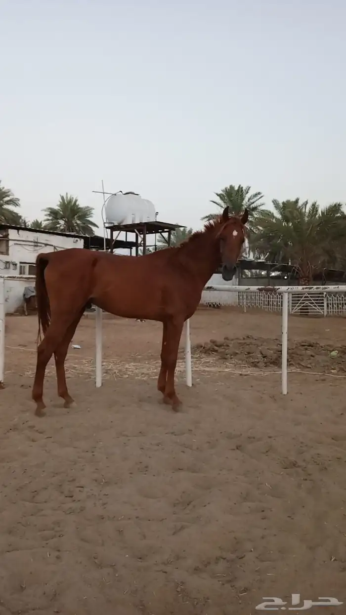 حصان عربي نسب قوي 2
