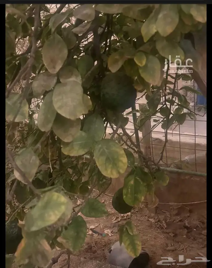 استراحة للبيع 28