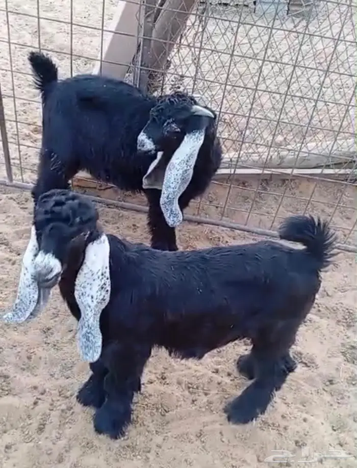 تيوس عوارض 0