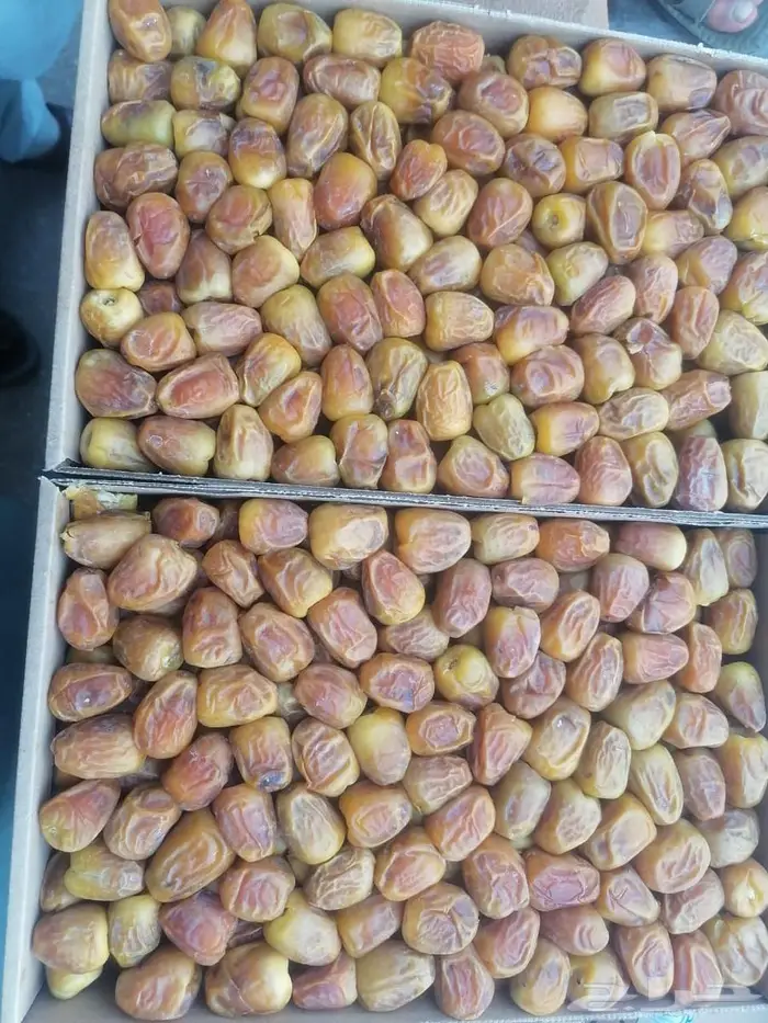 تمر سكري فاخر ومتنوع من مزارعنا بالقصيم بريدة الغماس 3