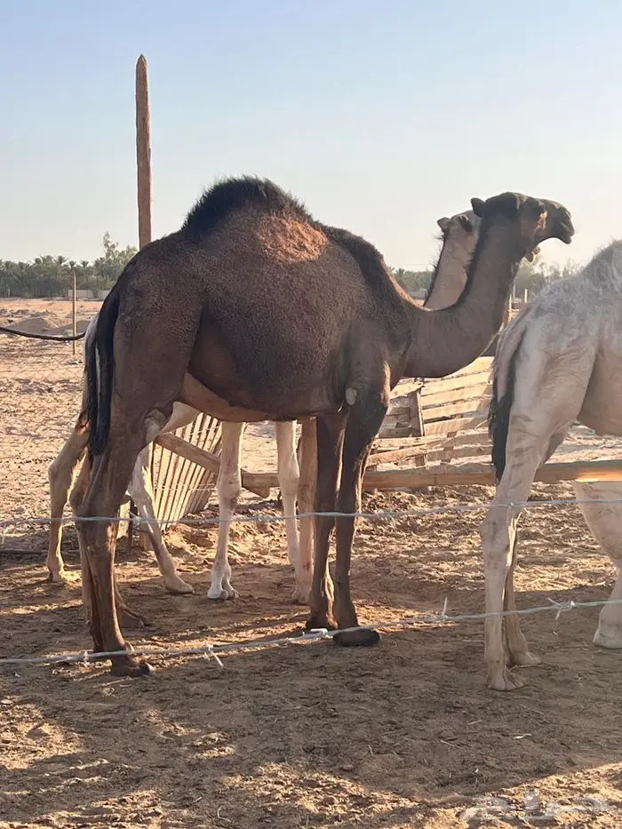 بكره قصب 0