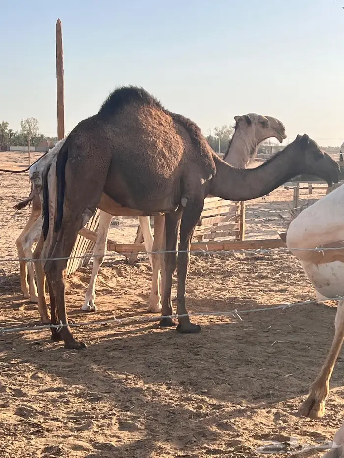 بكره قصب 1