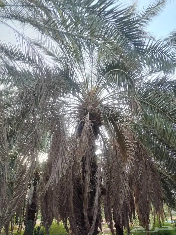 نخل كبار للبيع 3