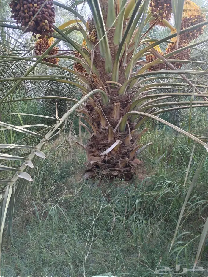 نخل كبار للبيع 2