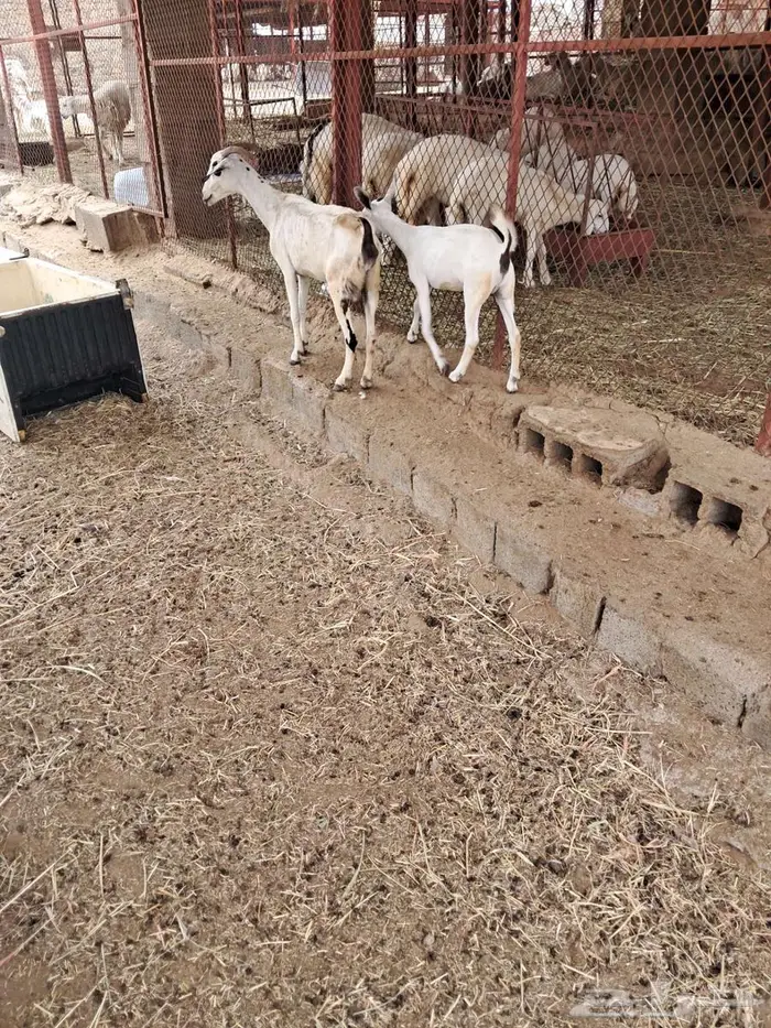 شاه للبيع 0