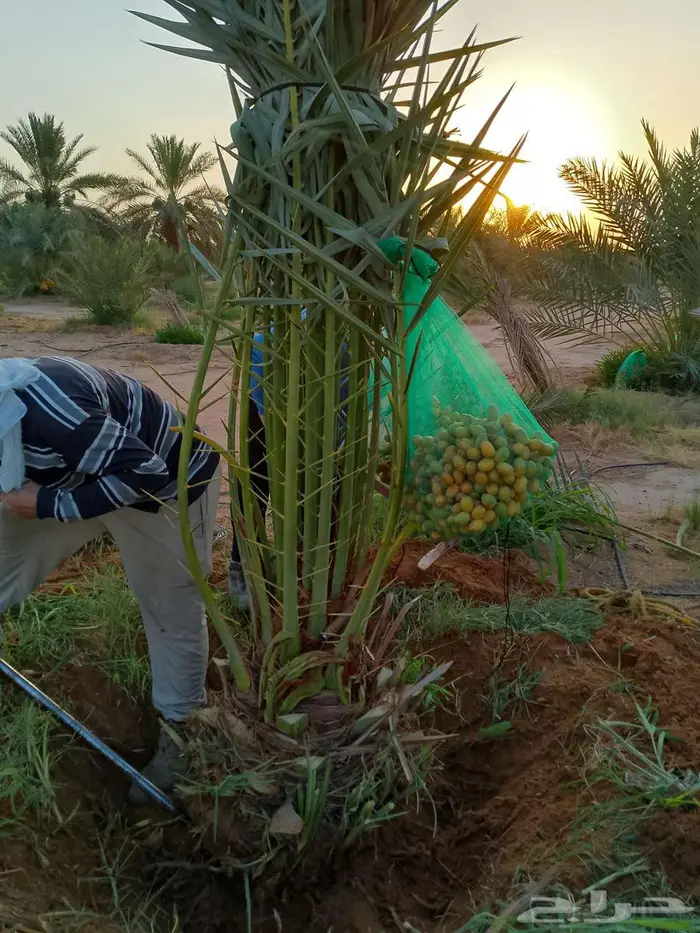 نخل جثايث اخلاص سكري برحي صقعي هلالي شيشي نخيل واشنطني زينه 4
