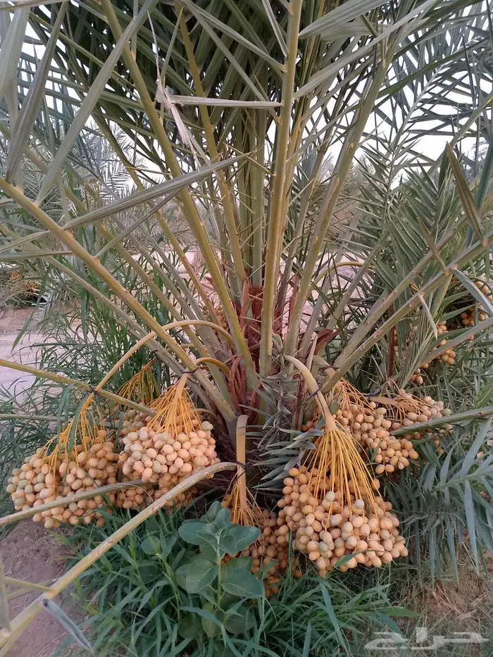 نخل جثايث اخلاص سكري برحي صقعي هلالي شيشي نخيل واشنطني زينه 3