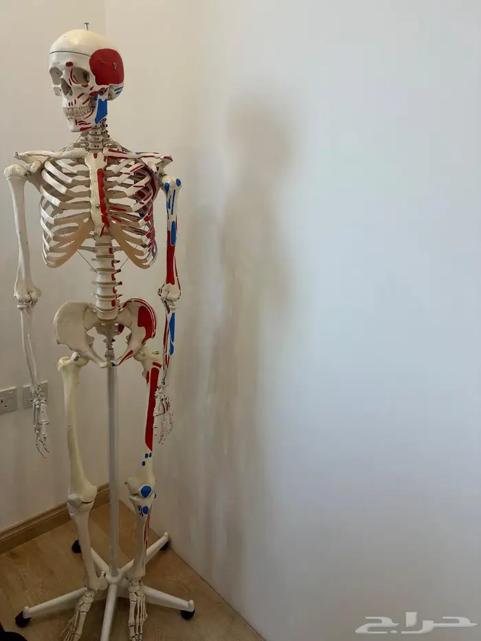 مجسم هيكل عظمي 1