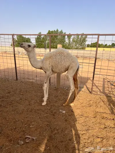 قعدان قصب طيبه 6