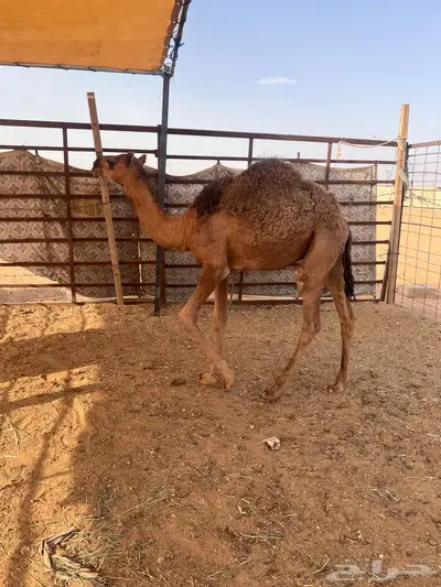 قعدان قصب طيبه 0