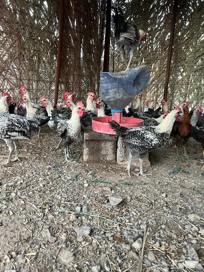 ديوك فيومي طيبة حييل تربية مزرعة بالعيص 2