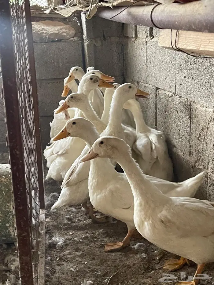 بط وارانب للبيع 0