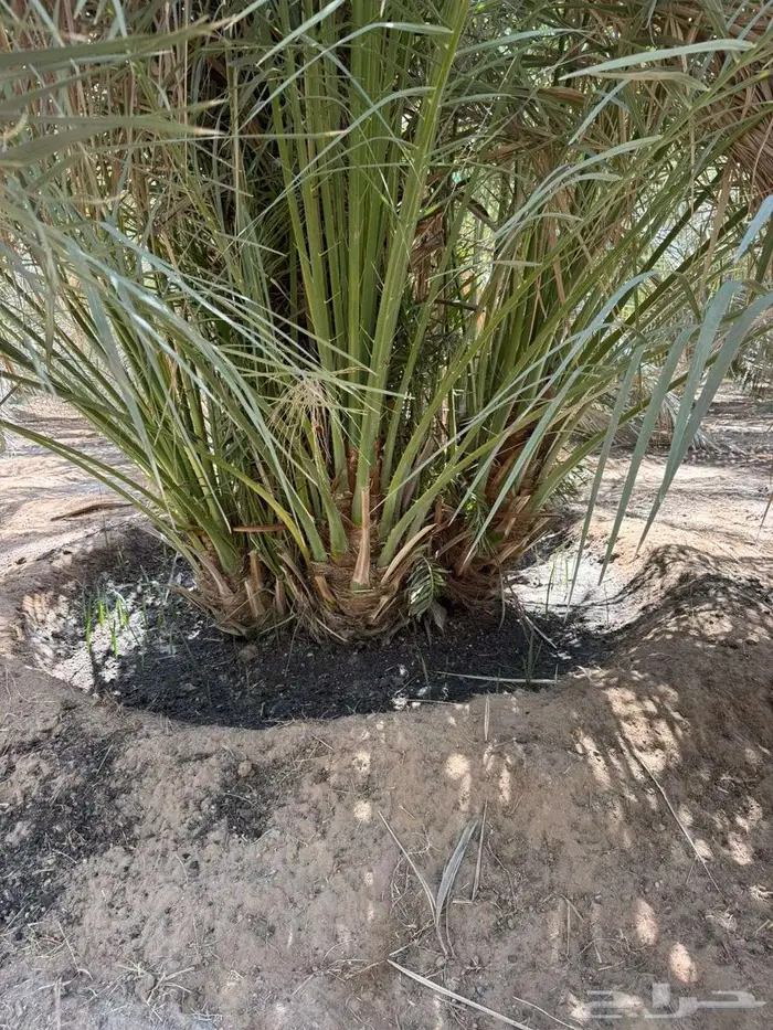 انخل للبيع 7