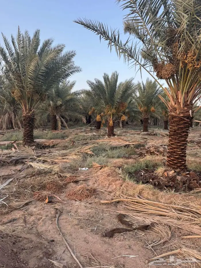 انخل للبيع 5