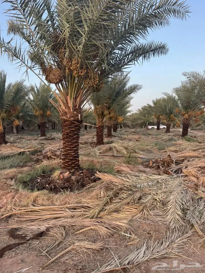 انخل للبيع 3