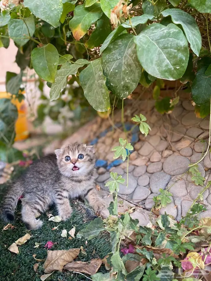 سكوتش فولد مطعمين مدربين للبيع ولايوجد تبني 5