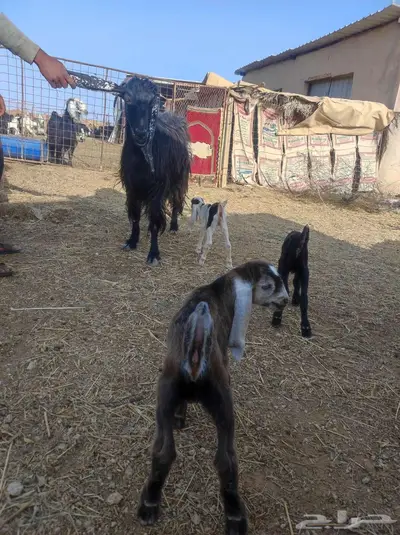 عنز عارضيه متبع بثلاثه 0