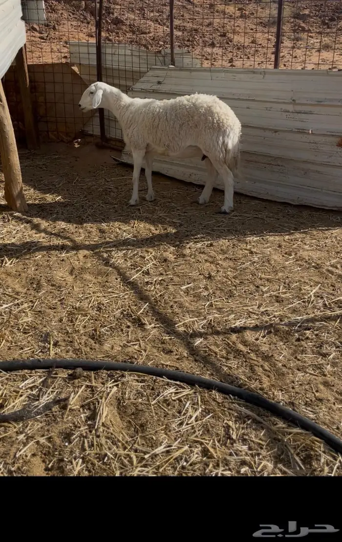 شاه حريه صنف 0
