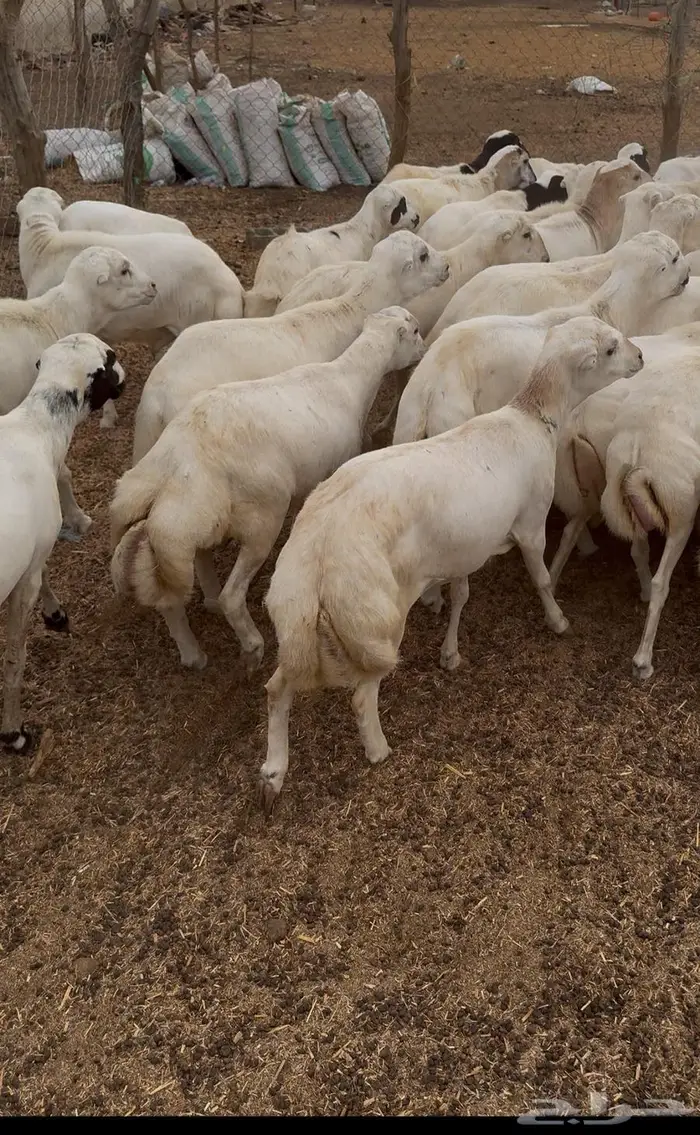 خرفان مناسبات 0
