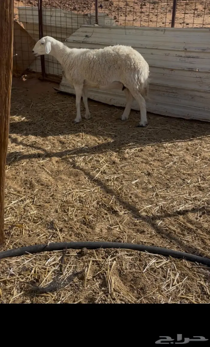 شاه حريه صنف 2