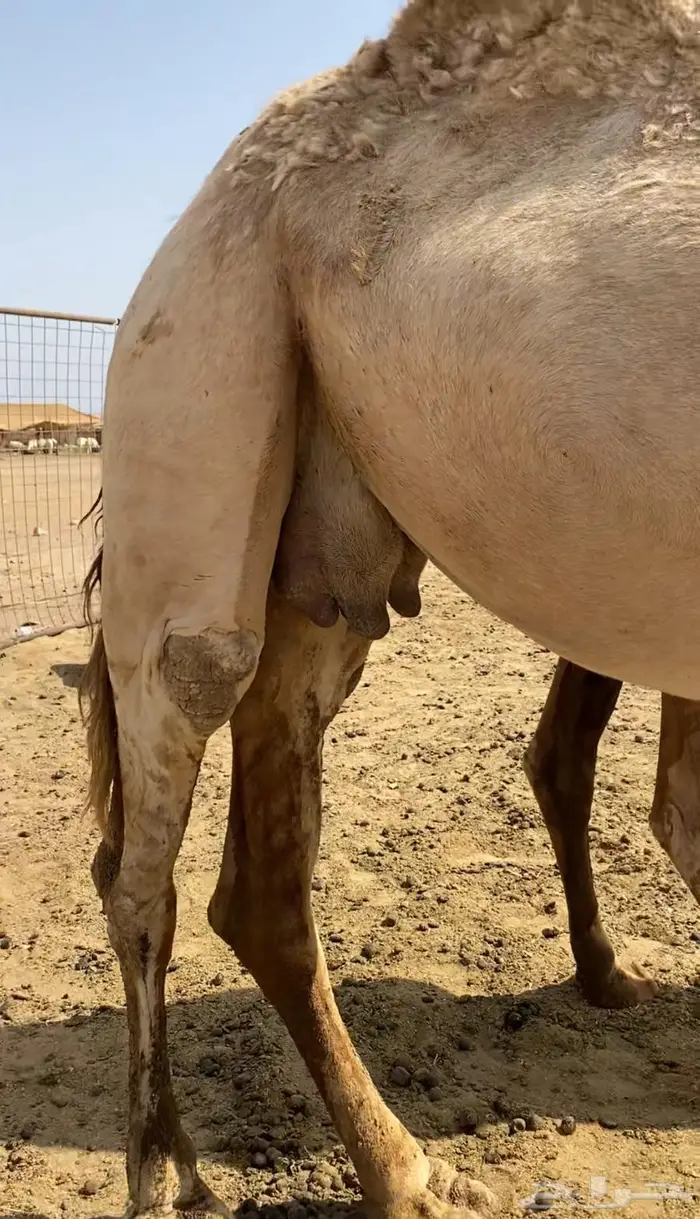 ناقه للبيع 0