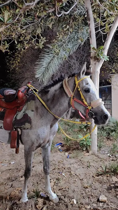 فرس شعبيه لقاح تحتها مهر 1