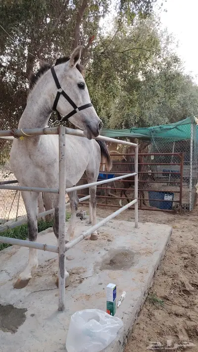 فرس شعبيه لقاح تحتها مهر 0